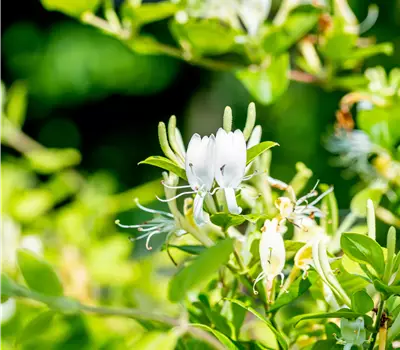 Lonicera japonica 'Halliana'