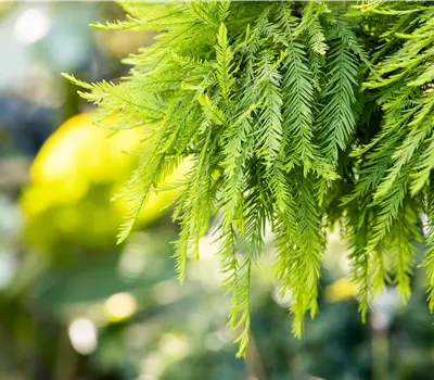 Taxodium distichum 'Secrest'