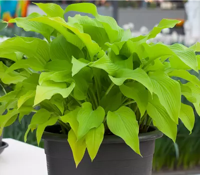 Hosta x fortunei 'Sun Power'