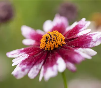 Coreopsis in Sorten