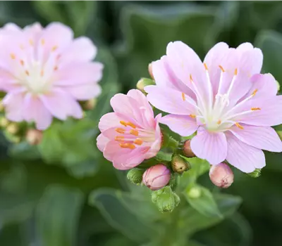 Lewisia cotyledon in Sorten