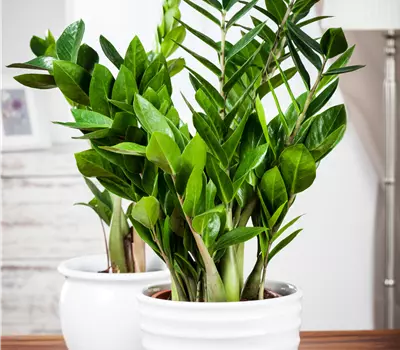 Zamioculcas zamiifolia