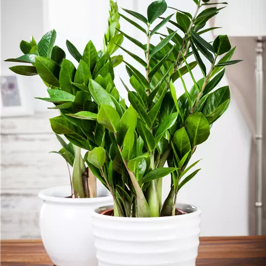 Zamioculcas zamiifolia