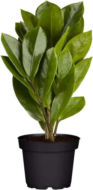Zamioculcas zamiifolia
