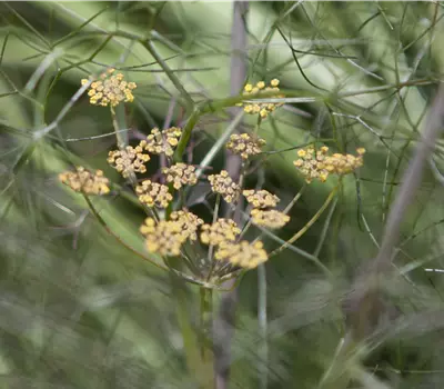 Foeniculum vulgare 'Atropurpureum'