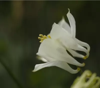 Aquilegia vulgaris 'Alba'