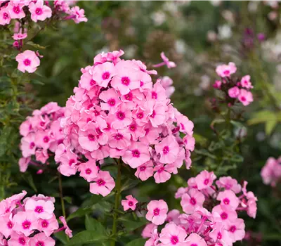 Phlox paniculata 'Herbstwalzer'