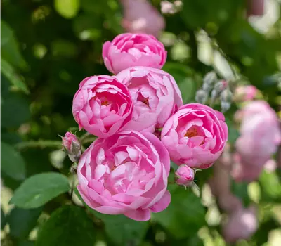 Rosa 'Raubritter' KL