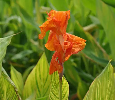 Canna x indica 'Pretoria'