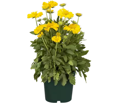 Gaillardia x grandiflora