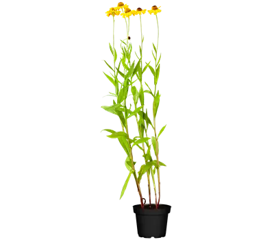 Rudbeckia i.S.