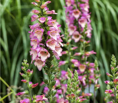 Digitalis purpurea i.S.