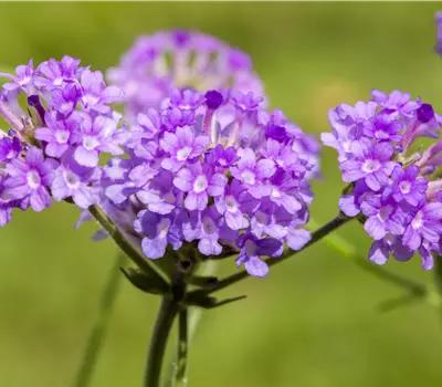 Verbena rigida