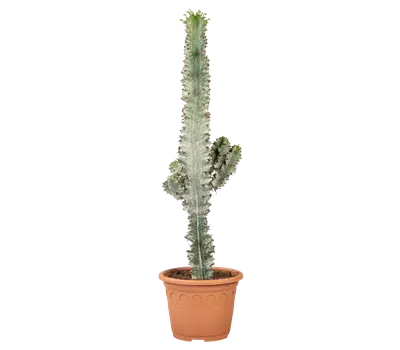 Euphorbia acrurensis
