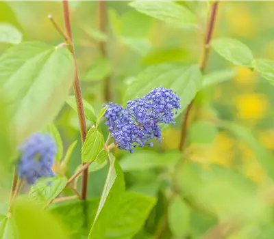 Ceanothus delilianus 'Henry Desfosse'