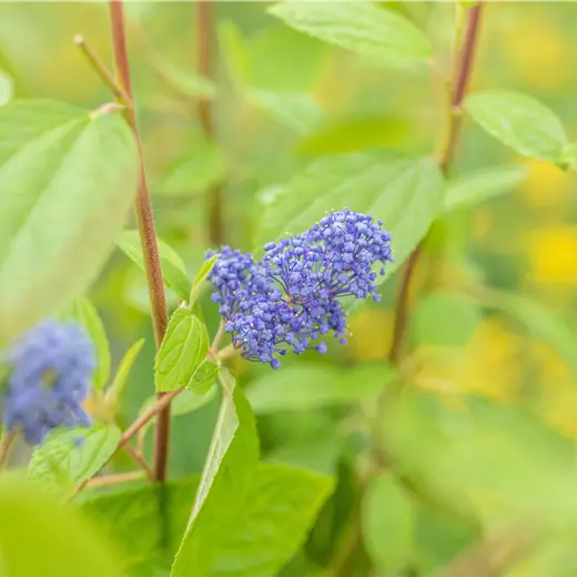 Ceanothus delilianus 'Henry Desfosse'