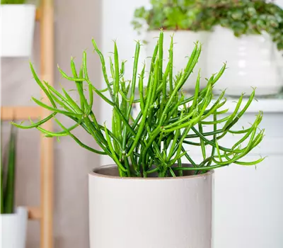 Euphorbia tirucalli