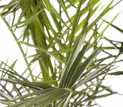 Phoenix roebelenii