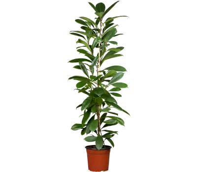Ficus altissima