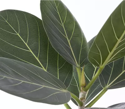 Ficus benghalensis 'Audrey'