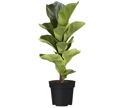 Ficus lyrata 'Bambino'