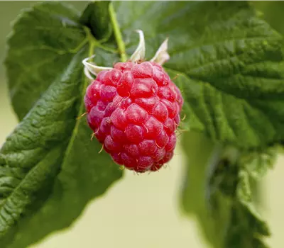 Rubus idaeus 'Lucky Berry' CAC