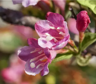 Weigela 'Styriaca'