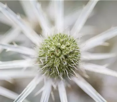 Eryngium bourgatii