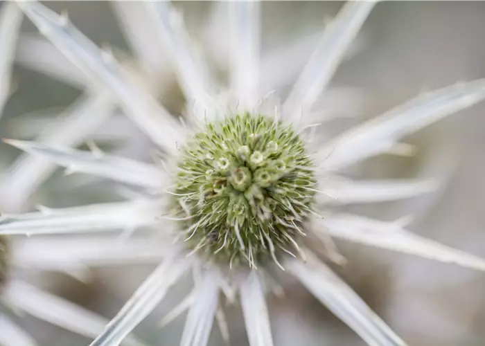 Eryngium bourgatii