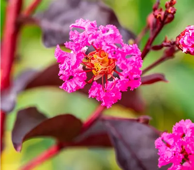 Lagerstroemia indica 'Rhapsody in Pink'