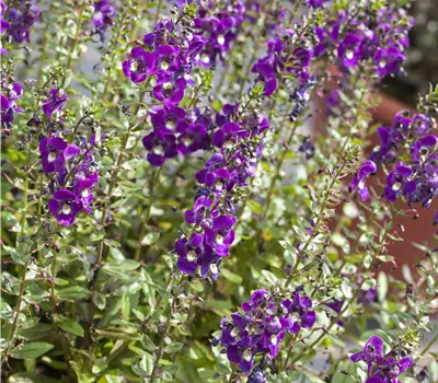 Angelonia angustifolia in Farben
