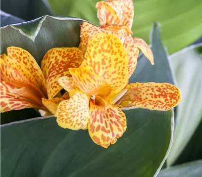 Canna indica 'Island'