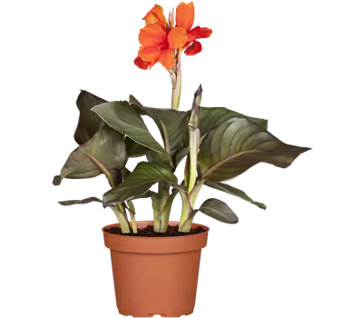 Canna indica, dunkellaubig