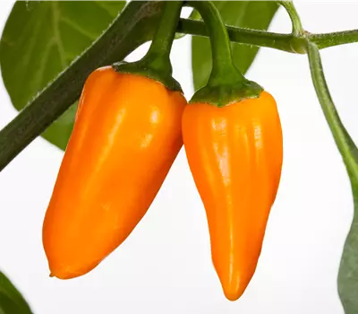 Capsicum annuum Chili 'Cheyenne'