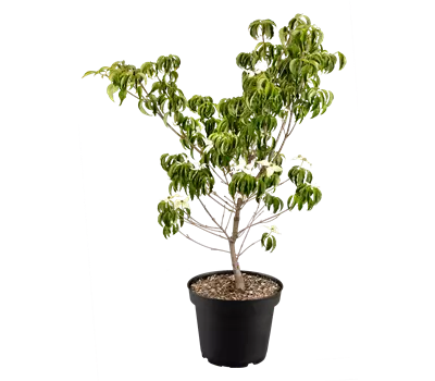 Cornus kousa 'Robert's Select'