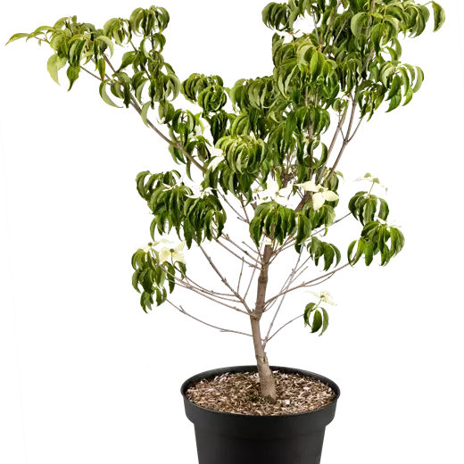 Cornus kousa 'Robert's Select'