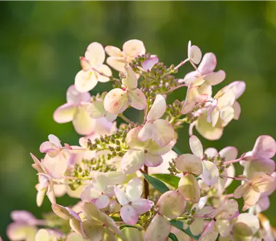 Hydrangea paniculata 'Petite Star'