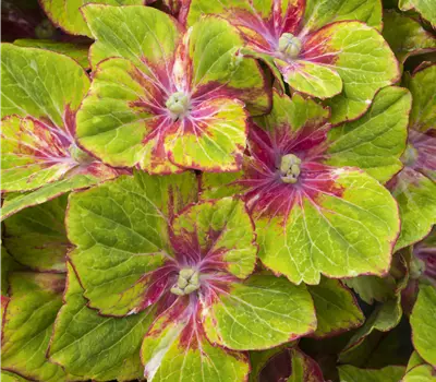 Hydrangea m. 'Schloss Wackerbarth' -R-