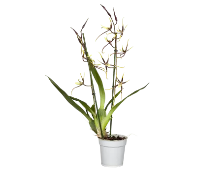 Brassia Hybriden