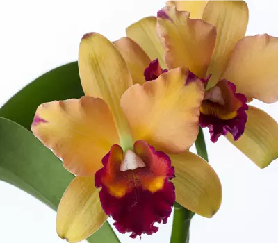 Cattleya Hybride