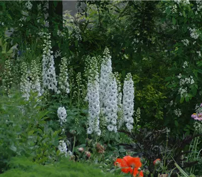Delphinium Magic F., weiß, Biene dunkel