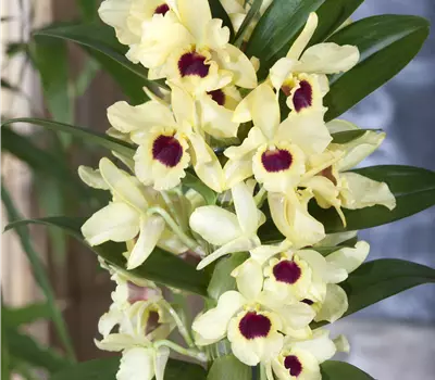 Dendrobium Hybriden