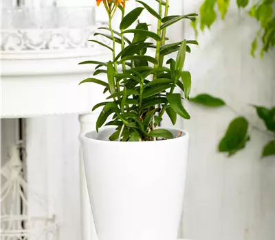 Epidendrum Hybriden