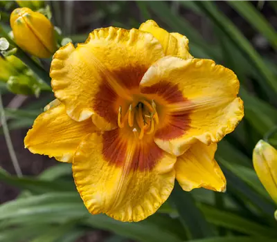 Hemerocallis x cult.'Fooled Me'