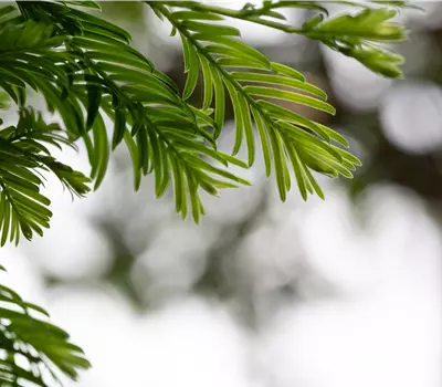 Metasequoia glyptostrob.'Hamlet's Broom'