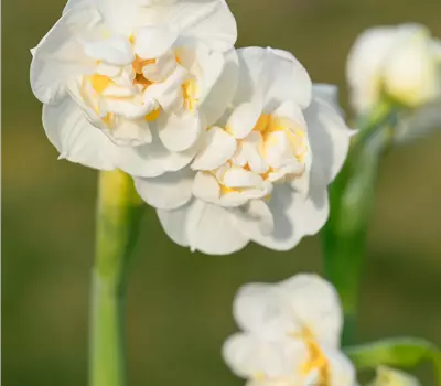 Narcissus pseudonarcissus 'Bridal Crown'