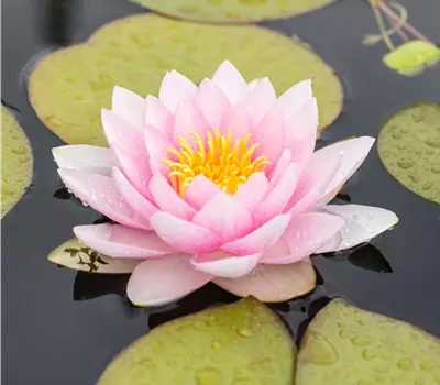 Nymphaea x cult.'Darwin'