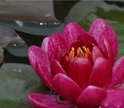 Nymphaea x cult.'James Brydon'
