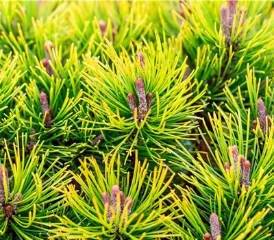 Pinus mugo 'Ophir'; goldgelbe Winterfärbung
