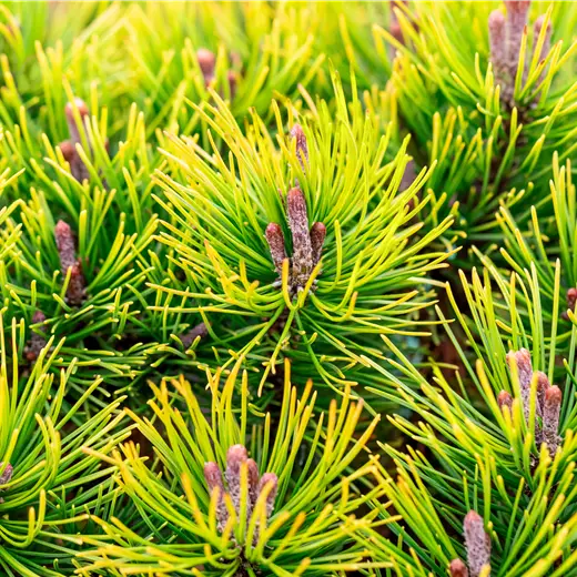 Pinus mugo 'Ophir'; goldgelbe Winterfärbung